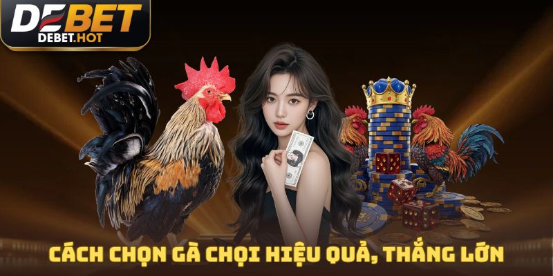 Cách Chọn Gà Chọi Hiệu Quả, Thắng Lớn Cùng Nhà Cái DEBET 1 cách chọn gà chọi